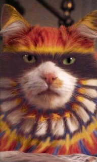 SunCat