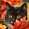 meowmeow12